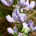 豆科，花期4-5月，多年生草本植物，高2-4呎；花直徑1 3/8吋，花瓣5瓣，粉紫色，葉三分，每片長長1-1 3/8吋。