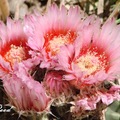 Cactus 仙人掌花