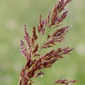 禾本科，多年生草本，稈高 40-100 厘米。花序長 10-15 厘米，小穗紅到粉紅色，具長絲狀毛。原產南非，可作牧草。
