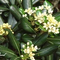 Pittosporum 海桐