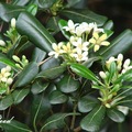 Pittosporum 海桐