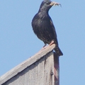 European Starling 歐洲椋鳥、紫翅椋鳥