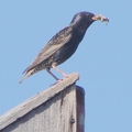 European Starling 歐洲椋鳥、紫翅椋鳥