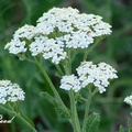 White Yarrow, Milfoil 白蓍草