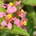 Dwarf Barbados Cherry