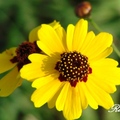 是菊科金雞菊屬一年生草本植物，原產於北美洲，又有人稱為大金雞菊