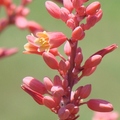 Red Yucca