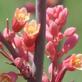 Red Yucca