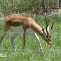 Deer 鹿