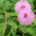 (Mimosa pudica）又名怕醜草。3-10月間開紫色或淡紅色絨球狀花，它的羽狀複葉在觸踫後即閉合下垂。藥用全草，可鎮靜安神、化痰止咳、清熱利尿，治神經衰弱、失眠、支氣管炎等症。