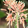 Aloe 蘆薈花