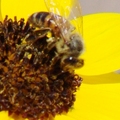 Bee 義大利蜂