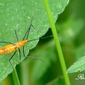 Nymph ～ Milkweed Assassin Bug (若蟲) 乳草獵蝽象