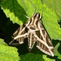 Vine Sphinx Moth, Hawk Moth 鬼臉天蛾