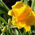 Daylily 萱草、金針花