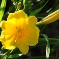 Daylily 萱草、金針花