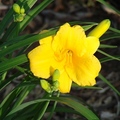 Daylily 萱草、金針花