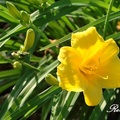 Daylily 萱草、金針花