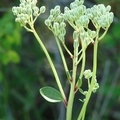 (Arnoglossum plantagineum)
