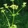 傘狀花科(Apiaceae)芹屬(Parsley Family)
花期3-6月, 二年生草本，植高達3尺以上。
花徑1/4吋，花瓣5片，葉片長7 1/4吋。

