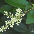 Ligustrum