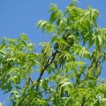 Pecan Tree 核桃樹