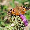 American Lady or American Painted Lady 赤蛺蝶、斑赤蛺蝶