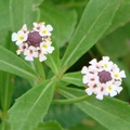 (Lippia nodiflora)