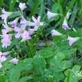 Violet Wood Sorrel 紫花酢醬草