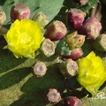 Prickly Pear 仙人掌花