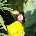 Prickly Pear 仙人掌花