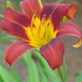 Daylily 萱草、金針花