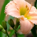 Daylily 萱草、金針花