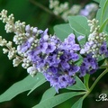 Vitex, Chasteberry, Chaste Tree 貞節樹