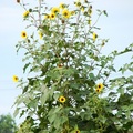 Sunflower 野生向日葵