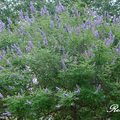 Chaste Tree, Vitex 貞節樹