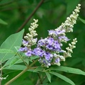 Chaste Tree, Vitex 貞節樹