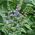 Chaste Tree, Vitex 貞節樹