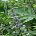 Chaste Tree, Vitex 貞節樹