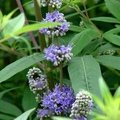 Chaste Tree, Vitex 貞節樹