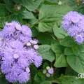 Betony-Leaf Mistflower 紫花藿香薊