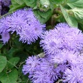 Betony-Leaf Mistflower, Billygoat-weed 紫花藿香薊