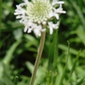 Aster Family, 花期4-6月，多年生草本植物，長18吋；
花徑1-1 5/8吋，白色或淡紫色，有芳香，葉長達6吋。
