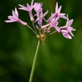紫嬌花 Society Garlic