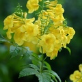 Yellow Bells, Yellow Elder 黃鐘花
