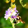 小蜜蜂 嗡嗡嗡