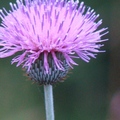 Basket Flower 紫籃框花