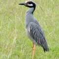 Yellow-crowned night heron 黃頂夜鷺