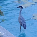 Yellow-crowned night heron 黃頂夜鷺