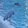 Yellow-crowned night heron 黃頂夜鷺